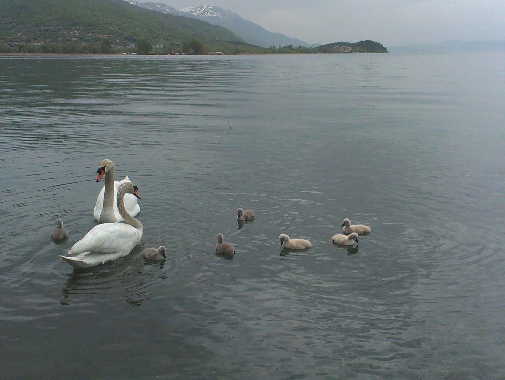 Kosta House Hotel Ohrid Exterior photo